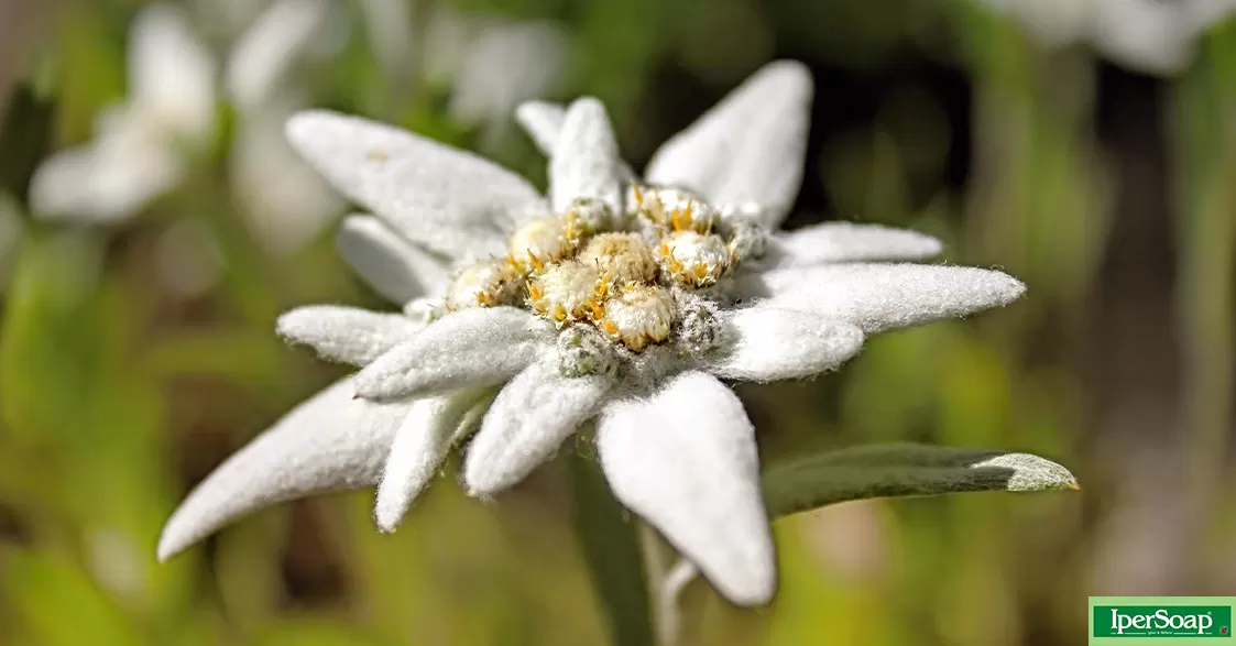 Il Fiore del Mese: Stella alpina - Domitilla Baldeschi Flower Designer